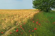 Colorful Red Poppy flowers on field in summer