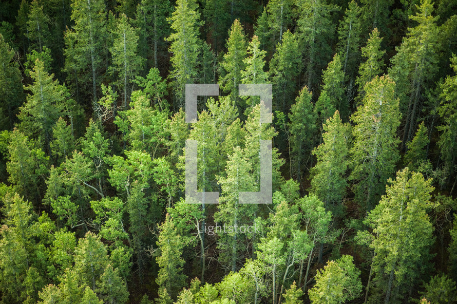 aerial view over a green forest 