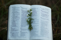 Open Bible with flower bookmark