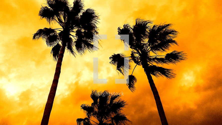 silhouettes of palm trees against a  beautiful yellow and gold sunset in a tropical setting on a sunny day. 