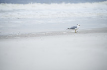 seagull at the beach 