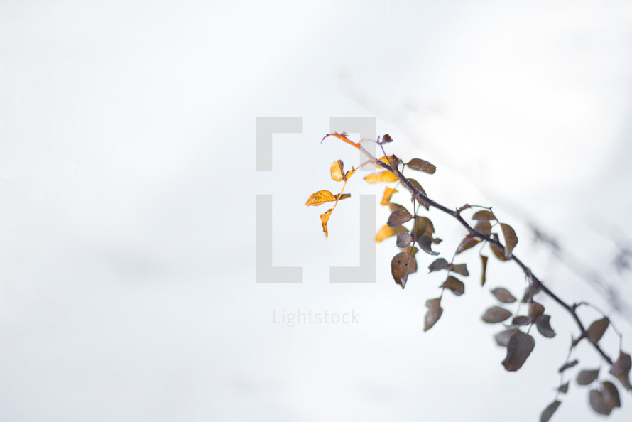 Yellow and brown leaves on a twig in the snow