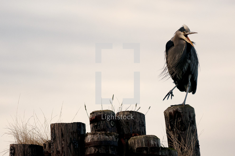blue heron resting on a post
