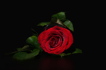 wet red rose 