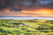 horned sheep by a shore at sunset 