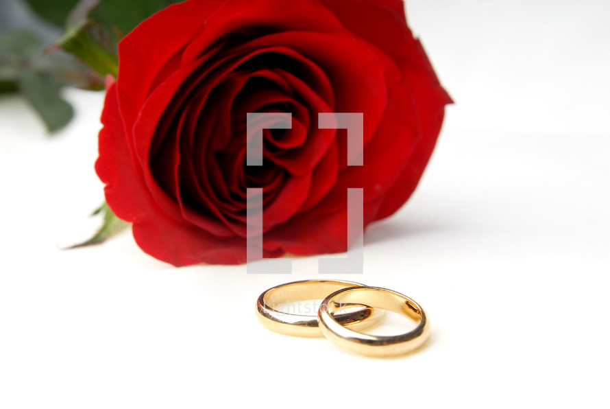 red rose and wedding bands 