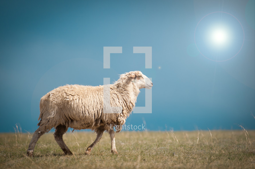 Glaring sun on a sheep walking in a field of grass.