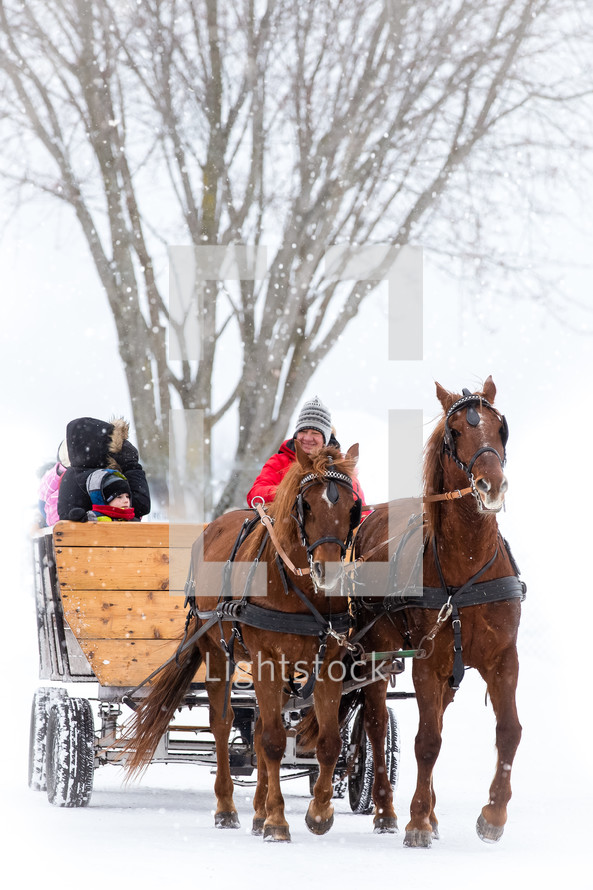 horse drawn carriage in the snow 