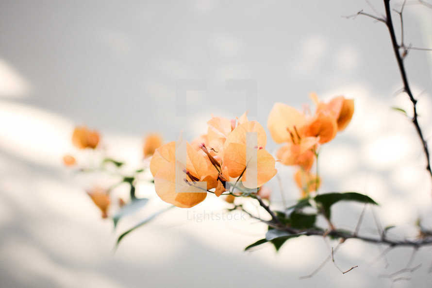 peach flowers 
