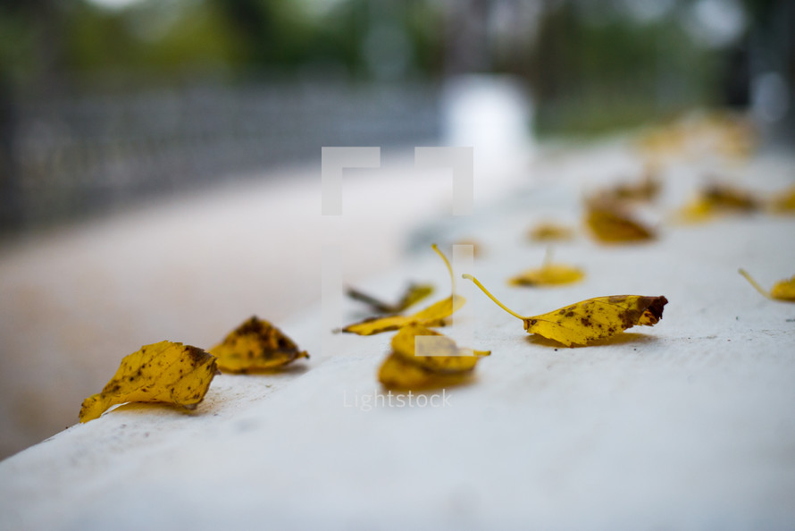 Yellow autumn leaves, Green and yellow leaves, Autumn maple leaves, autumn landscape