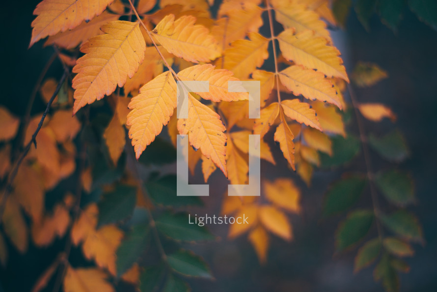 Yellow autumn leaves, Green and yellow leaves, Autumn maple leaves, autumn landscape