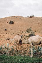 Wild camels in Dubai, United Arab Emirates 