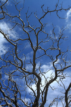 Barren tree branches