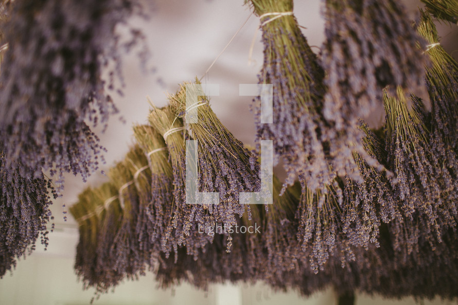 Hanging lavender bunches.