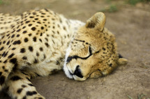sleeping cheeta 