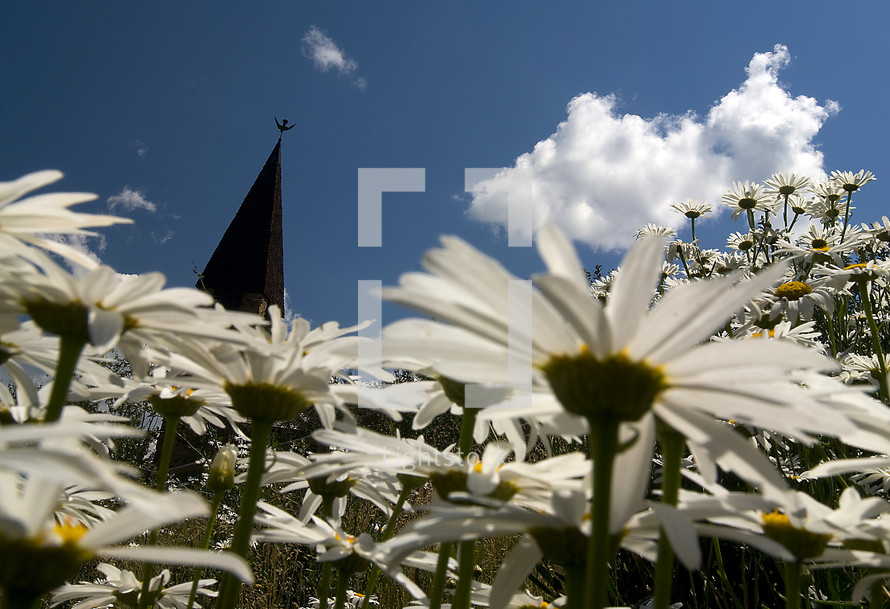 chapel steeple and white daisies