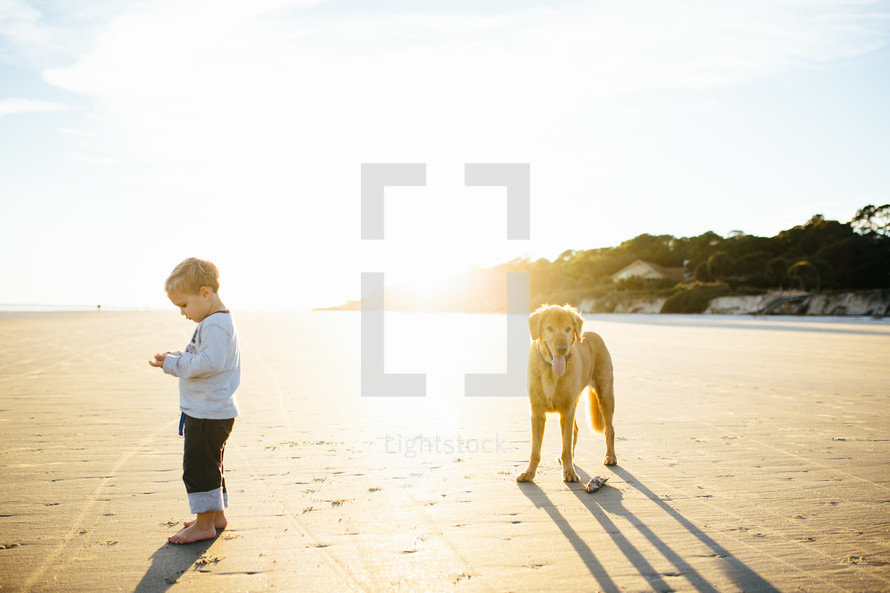 toddler boy and dog on a beach at sunset 