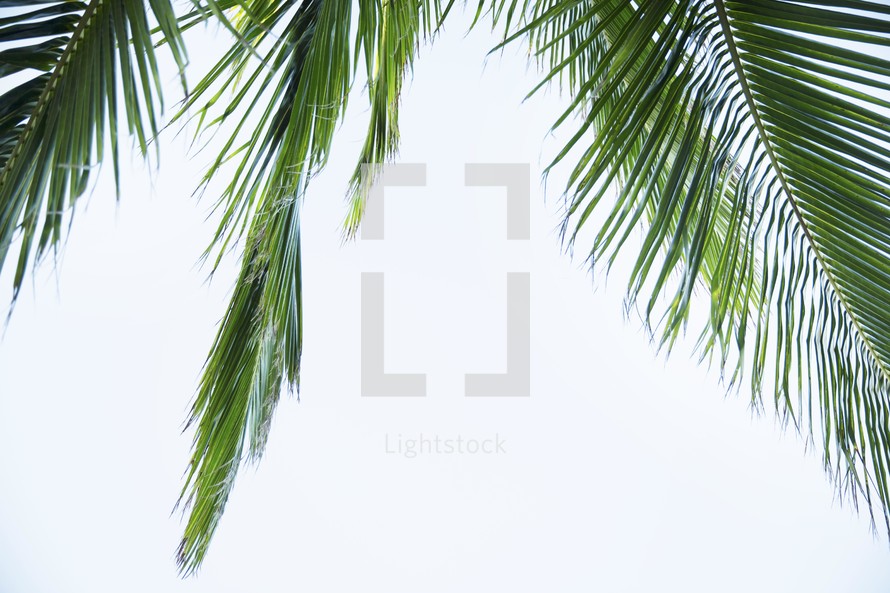 palm frond against a white sky