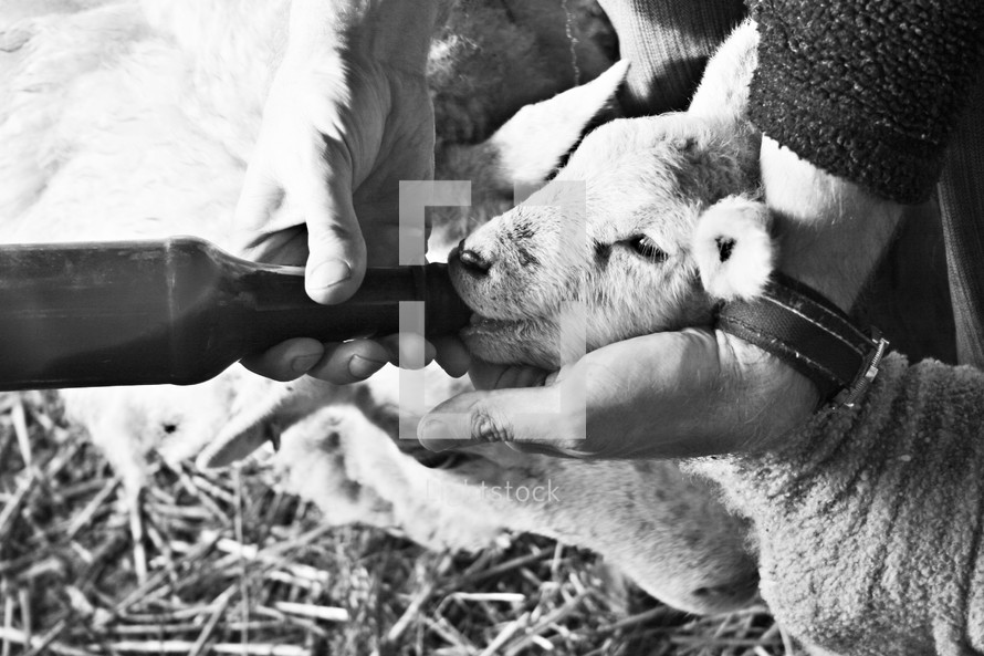 Hands bottle-feeding a baby lamb