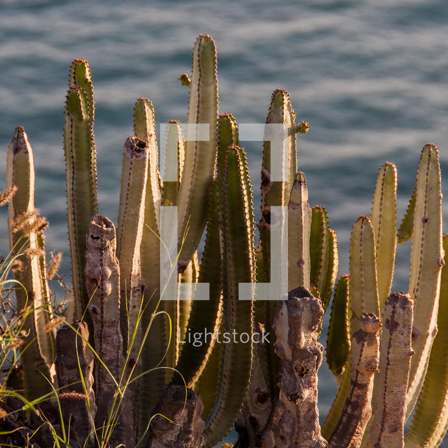 cactus on a shore in Teneriffa, Spain 