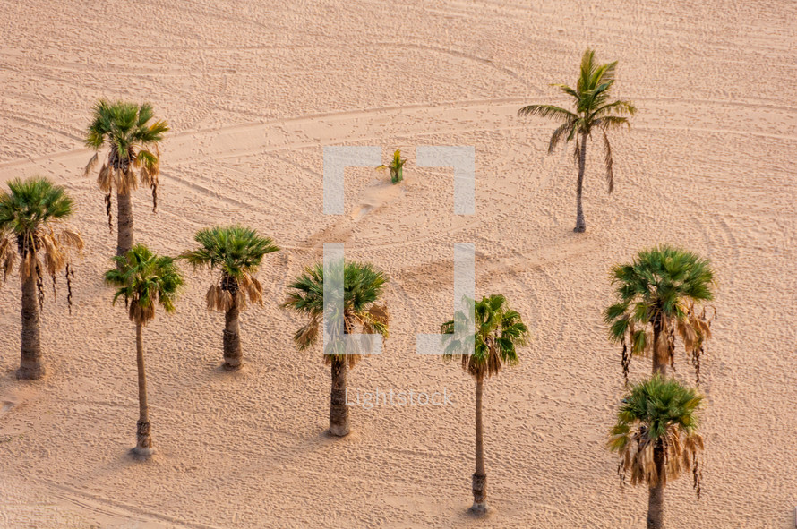 palm trees on a beach in Teneriffa, Spain 