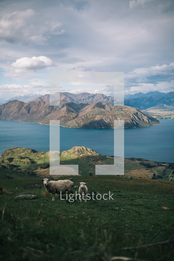 sheep on a mountainside in New Zealand 