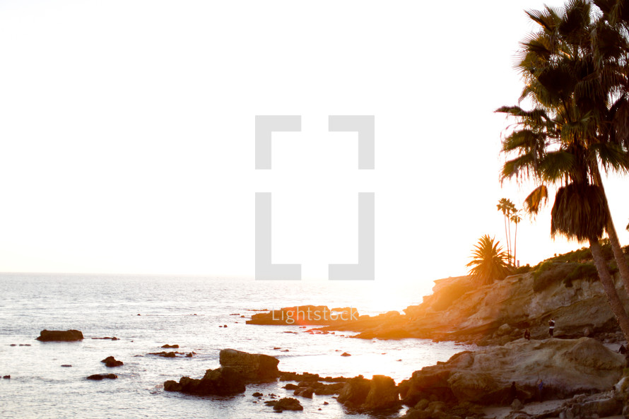 palm trees on a rocky shore