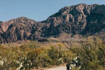prickly pear cactus and desert mountain 