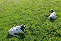 cows resting in a pasture 