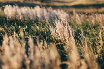 tops of tall grasses in a field 