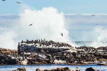 seabirds on a rock