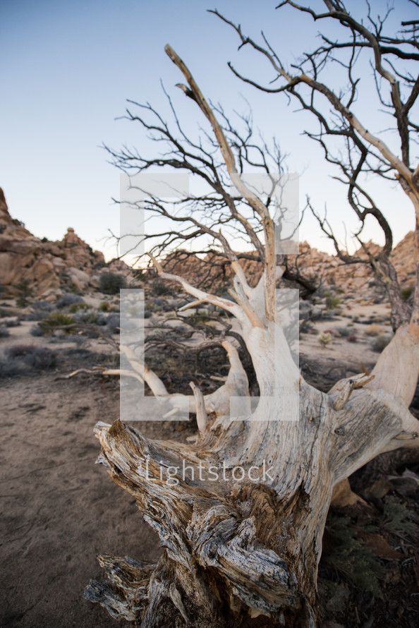 desert landscape 