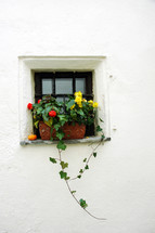 flower box in a window 