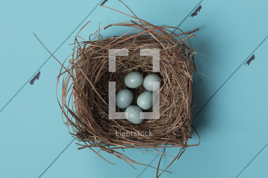 blue bird eggs in a nest 