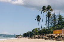 palm trees on a stretch of coastline 