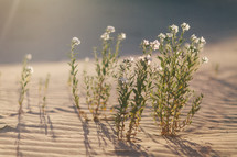 tiny white flower growing in sand 