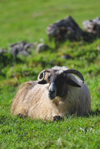 resting sheep with horns