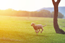lamb in a field 