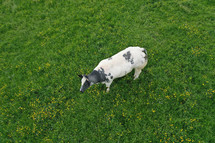 One white cow grazing on spring green grass meadow