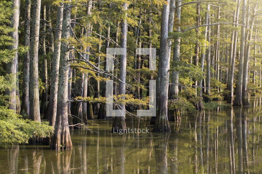 trees in a lake 
