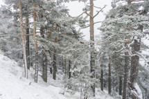 a winter forest 