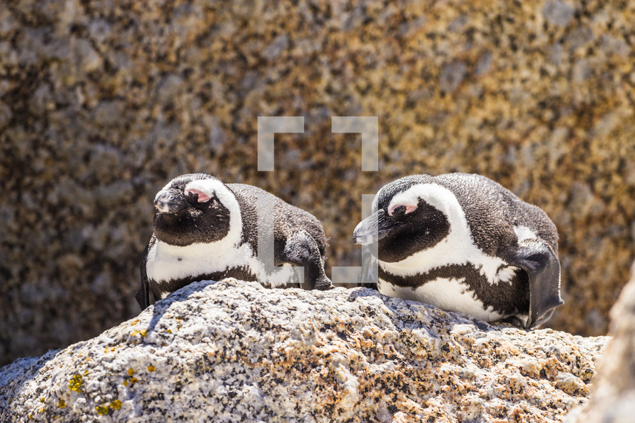 Penguins on a rock