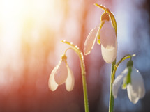 snowdrop flowers - Galanthus nivalis