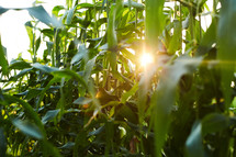 sunburst over corn in a corn field 