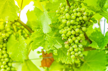 Green grapes on the vine. 