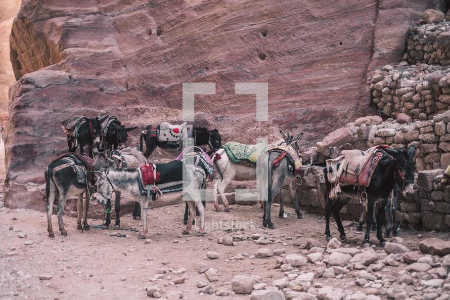 donkeys in a desert 