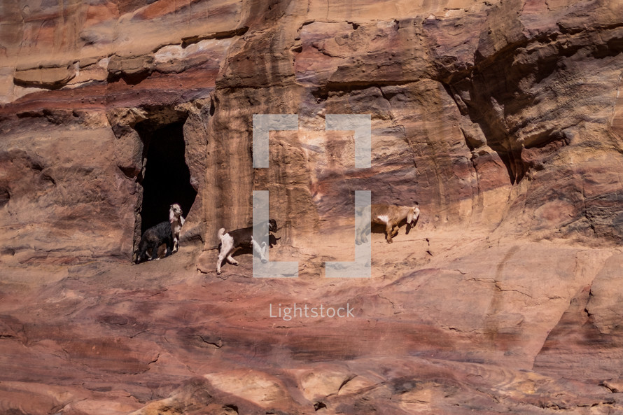 goats on a desert cliff 