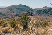 desert plants and mountains 
