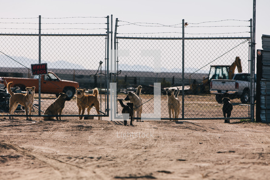 junk yard dogs behind a fence 