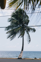 power lines and palm tree on a shore 
